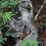 bieszczady-lipiec-2010-077