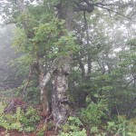 bieszczady-lipiec-2010-081