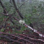 bieszczady-lipiec-2010-096