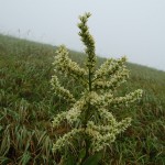 bieszczady-lipiec-2010-116