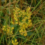 bieszczady-lipiec-2010-127