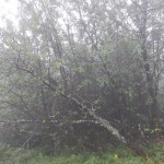 bieszczady-lipiec-2010-142