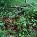 bieszczady-lipiec-2010-146