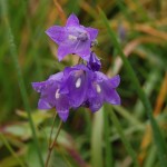 bieszczady-lipiec-2010-154