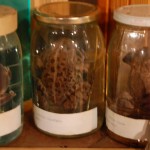 huculi-muzeum-pttki-ustrzyki-gorne-bieszczady-lipiec-2010-012