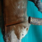 huculi-muzeum-pttki-ustrzyki-gorne-bieszczady-lipiec-2010-020