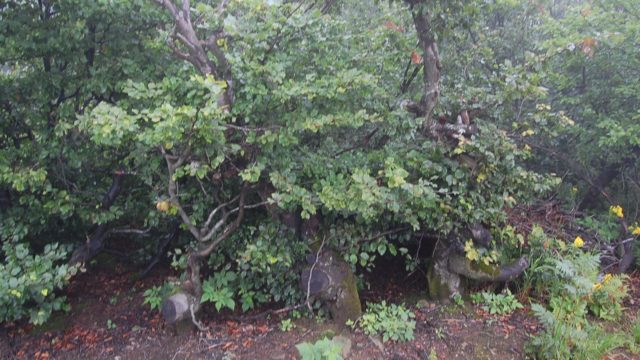 bieszczady-lipiec-2010-071