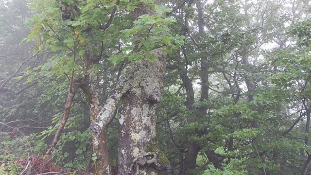 bieszczady-lipiec-2010-081