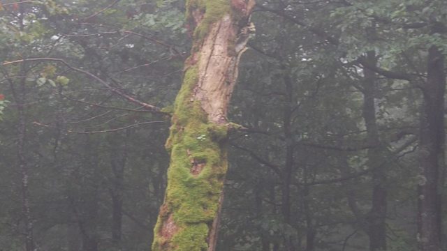 bieszczady-lipiec-2010-084