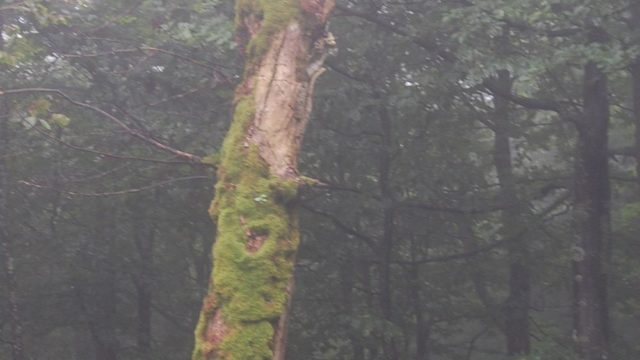 bieszczady-lipiec-2010-085
