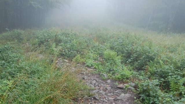 bieszczady-lipiec-2010-092
