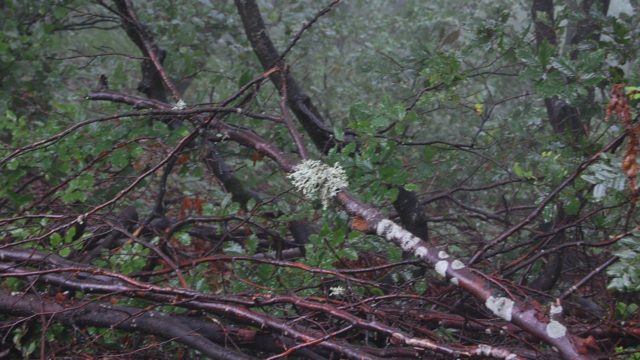bieszczady-lipiec-2010-096