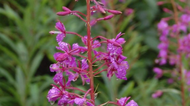 bieszczady-lipiec-2010-097