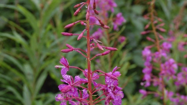 bieszczady-lipiec-2010-098