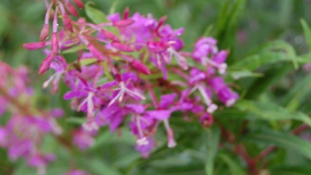 bieszczady-lipiec-2010-099