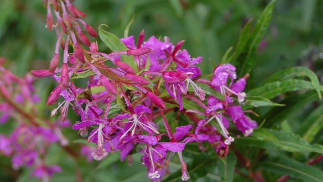 bieszczady-lipiec-2010-100