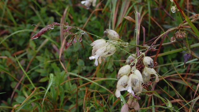 bieszczady-lipiec-2010-106