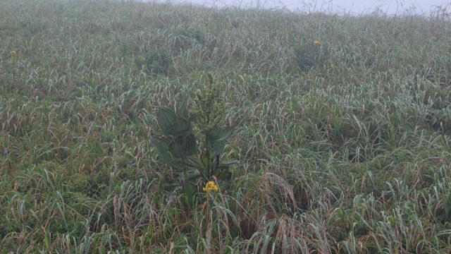 bieszczady-lipiec-2010-107