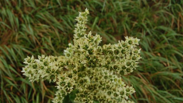 bieszczady-lipiec-2010-115