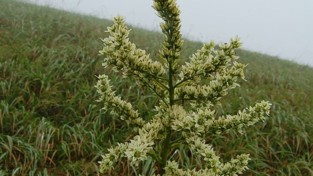 bieszczady-lipiec-2010-116