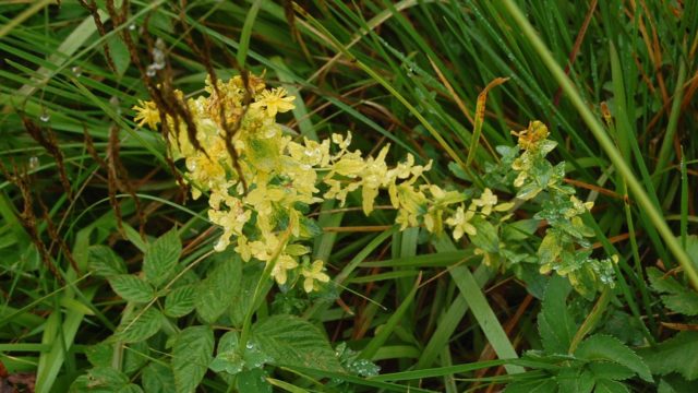 bieszczady-lipiec-2010-125