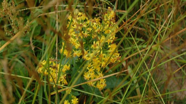 bieszczady-lipiec-2010-127