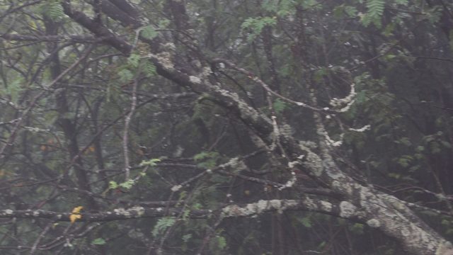 bieszczady-lipiec-2010-141