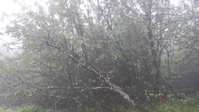 bieszczady-lipiec-2010-142