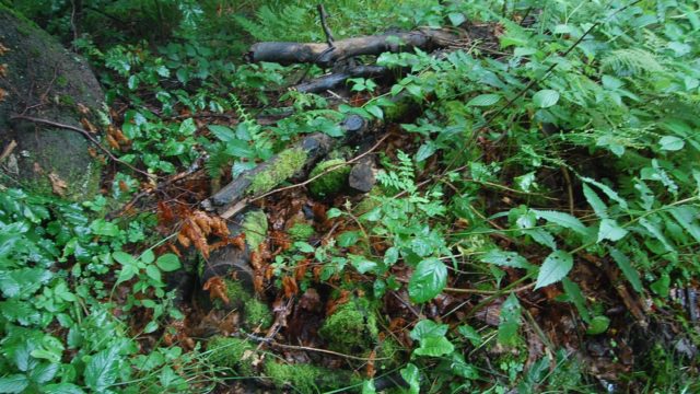 bieszczady-lipiec-2010-146