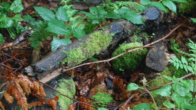 bieszczady-lipiec-2010-147