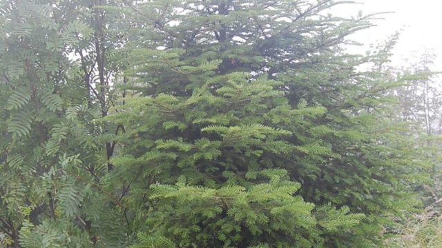 bieszczady-lipiec-2010-151