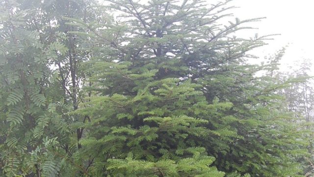 bieszczady-lipiec-2010-152