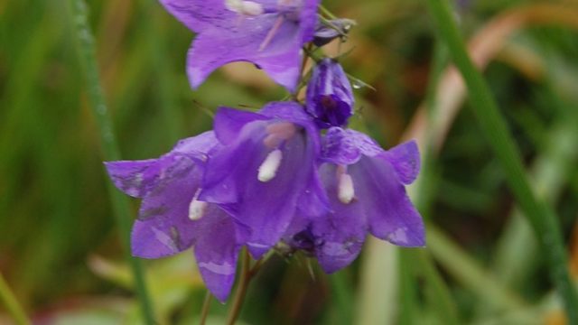 bieszczady-lipiec-2010-153