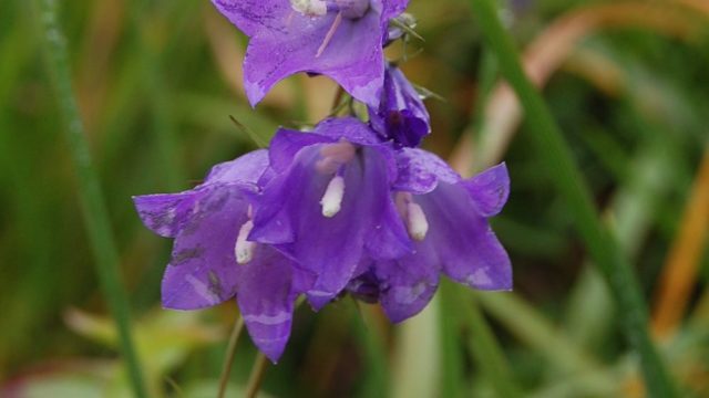 bieszczady-lipiec-2010-154