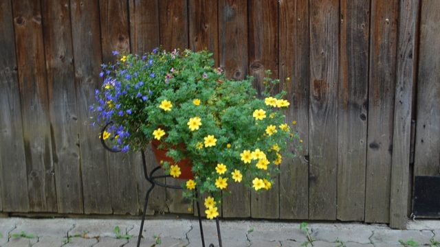 bieszczady-wetlina-ustrzyki-gorne-asfalt-lipiec-2010-028