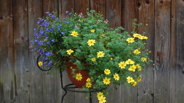 bieszczady-wetlina-ustrzyki-gorne-asfalt-lipiec-2010-029