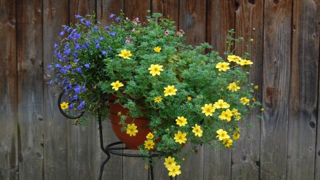 bieszczady-wetlina-ustrzyki-gorne-asfalt-lipiec-2010-030