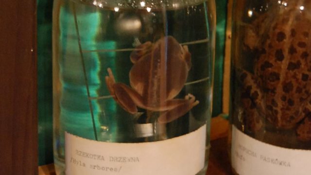 huculi-muzeum-pttki-ustrzyki-gorne-bieszczady-lipiec-2010-011