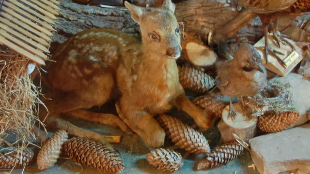 huculi-muzeum-pttki-ustrzyki-gorne-bieszczady-lipiec-2010-018