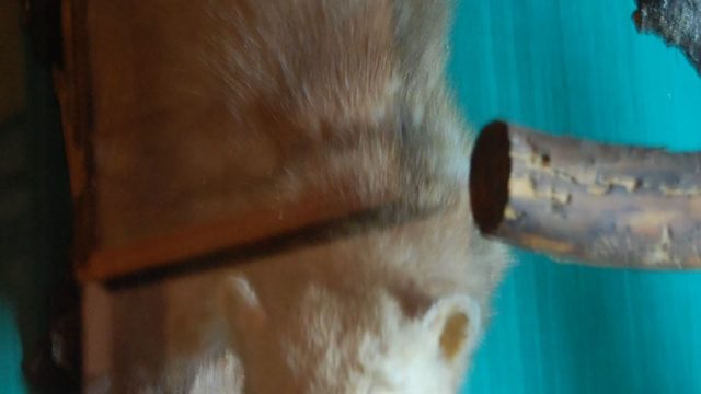 huculi-muzeum-pttki-ustrzyki-gorne-bieszczady-lipiec-2010-020