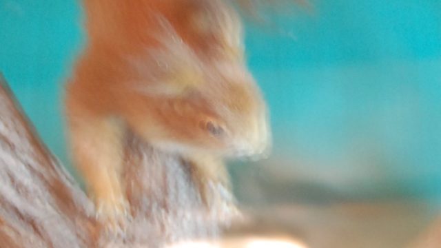 huculi-muzeum-pttki-ustrzyki-gorne-bieszczady-lipiec-2010-022