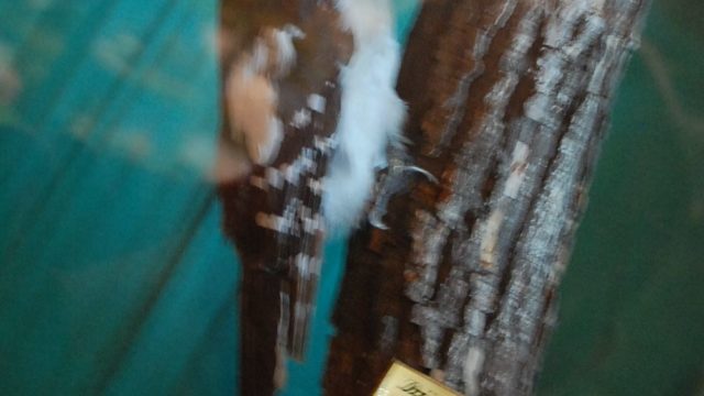 huculi-muzeum-pttki-ustrzyki-gorne-bieszczady-lipiec-2010-023