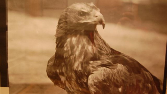 huculi-muzeum-pttki-ustrzyki-gorne-bieszczady-lipiec-2010-052