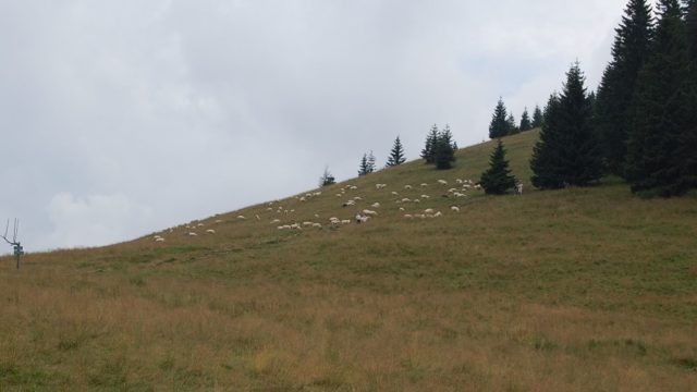 rusinowa-polana-wiktorowki-szlak-oscypka-oscypek-lipiec-2010-107