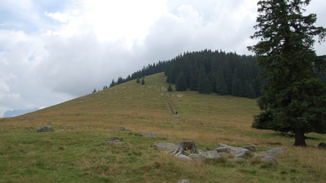 rusinowa-polana-wiktorowki-szlak-oscypka-oscypek-lipiec-2010-116