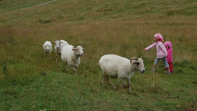 rusinowa-polana-wiktorowki-szlak-oscypka-oscypek-lipiec-2010-127