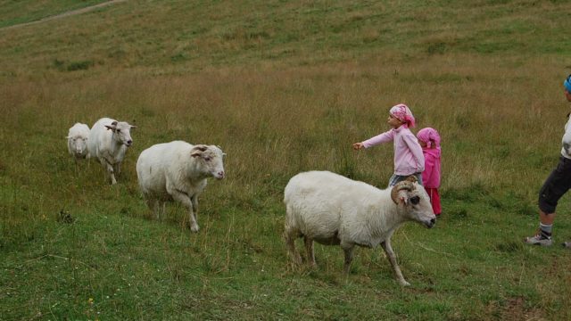 rusinowa-polana-wiktorowki-szlak-oscypka-oscypek-lipiec-2010-128