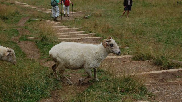 rusinowa-polana-wiktorowki-szlak-oscypka-oscypek-lipiec-2010-130
