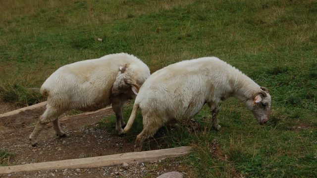 rusinowa-polana-wiktorowki-szlak-oscypka-oscypek-lipiec-2010-131