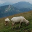Szlak oscypka – Tatry, Pieniny